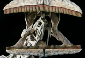 Dinosaur Has 500 Teeth